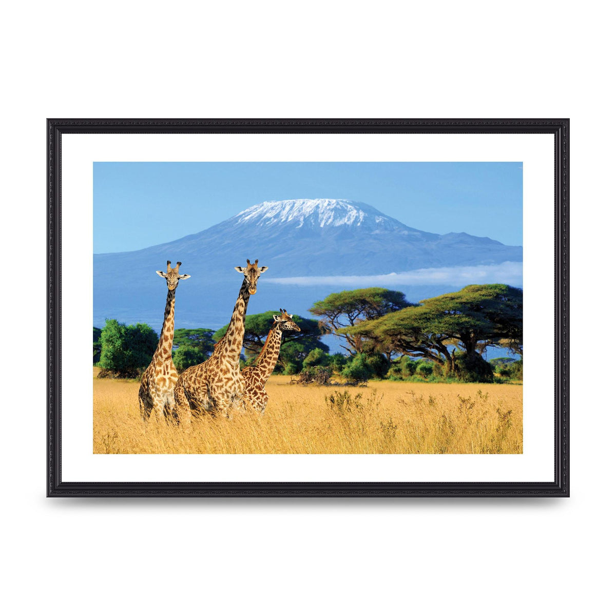 Three Giraffes In National Park Of Kenya Printed Poster - A2 framed