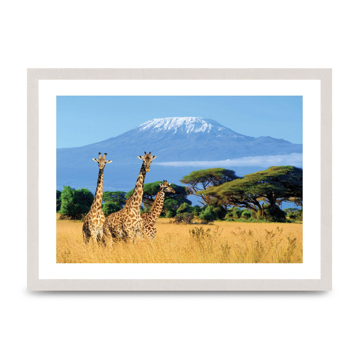 Three Giraffes In National Park Of Kenya Printed Poster - A3 framed