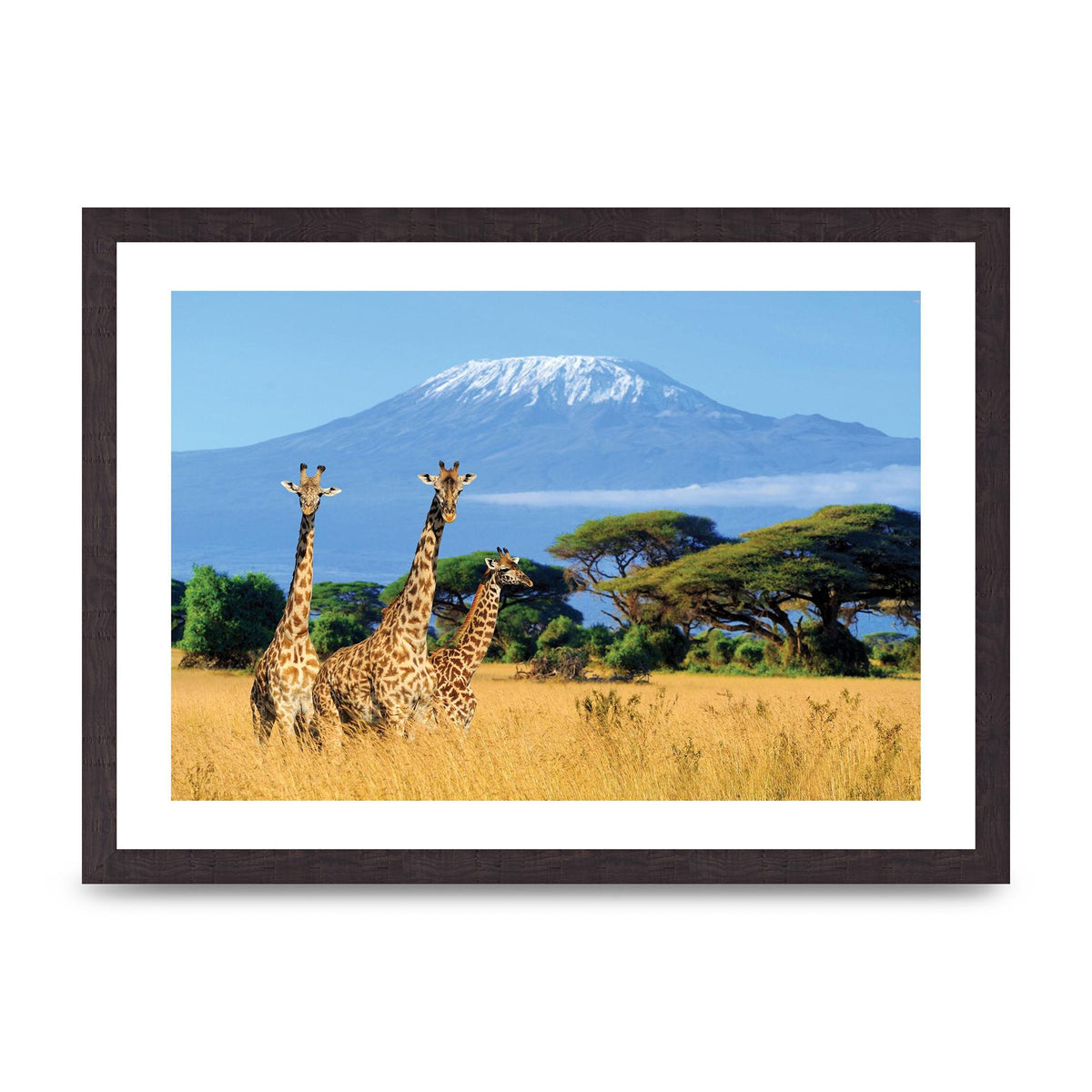 Three Giraffes In National Park Of Kenya Printed Poster - A3 framed