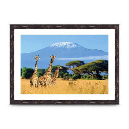 Three Giraffes In National Park Of Kenya Printed Poster - A3 framed