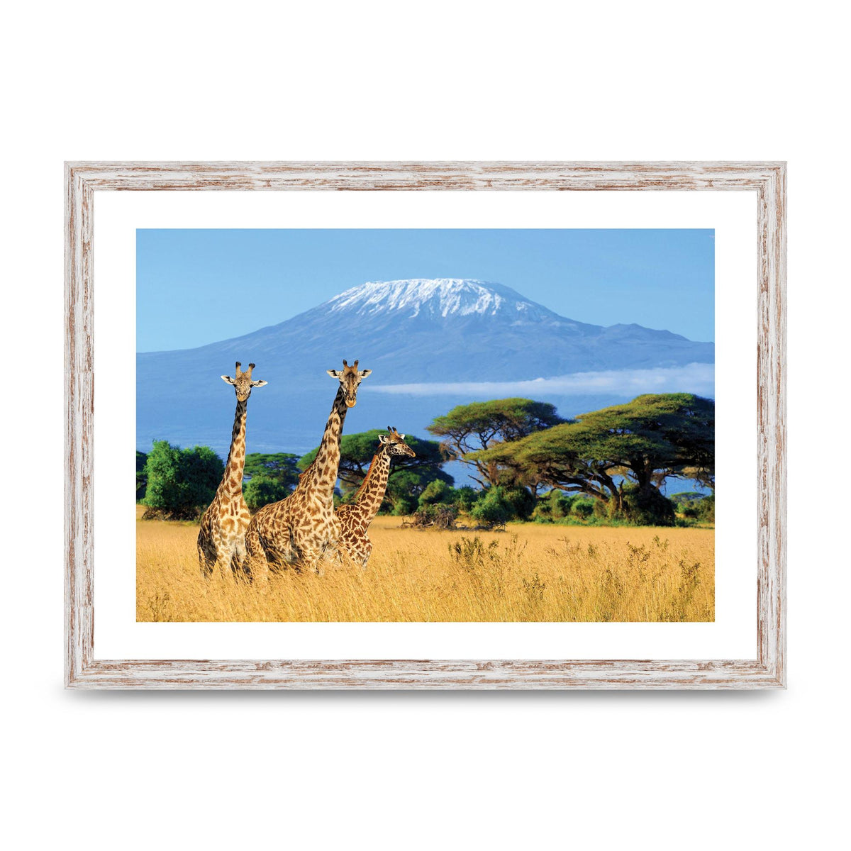 Three Giraffes In National Park Of Kenya Printed Poster - A3 framed