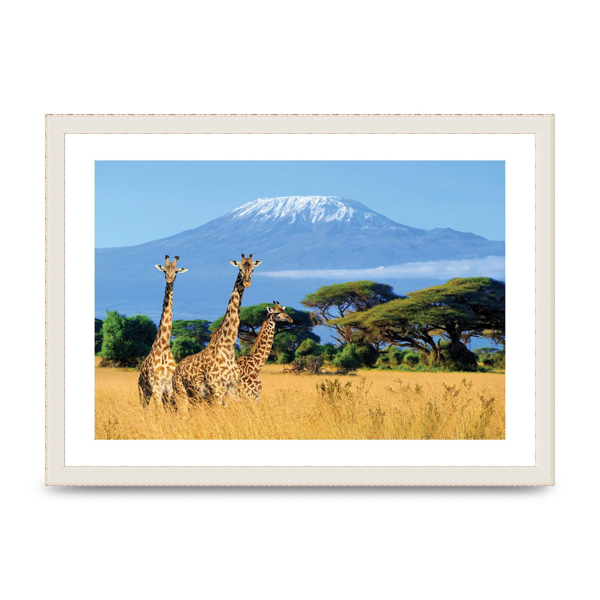 Three Giraffes In National Park Of Kenya Printed Poster - A3 framed