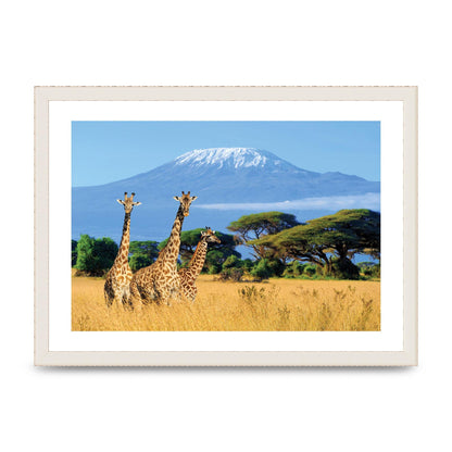 Three Giraffes In National Park Of Kenya Printed Poster - A3 framed
