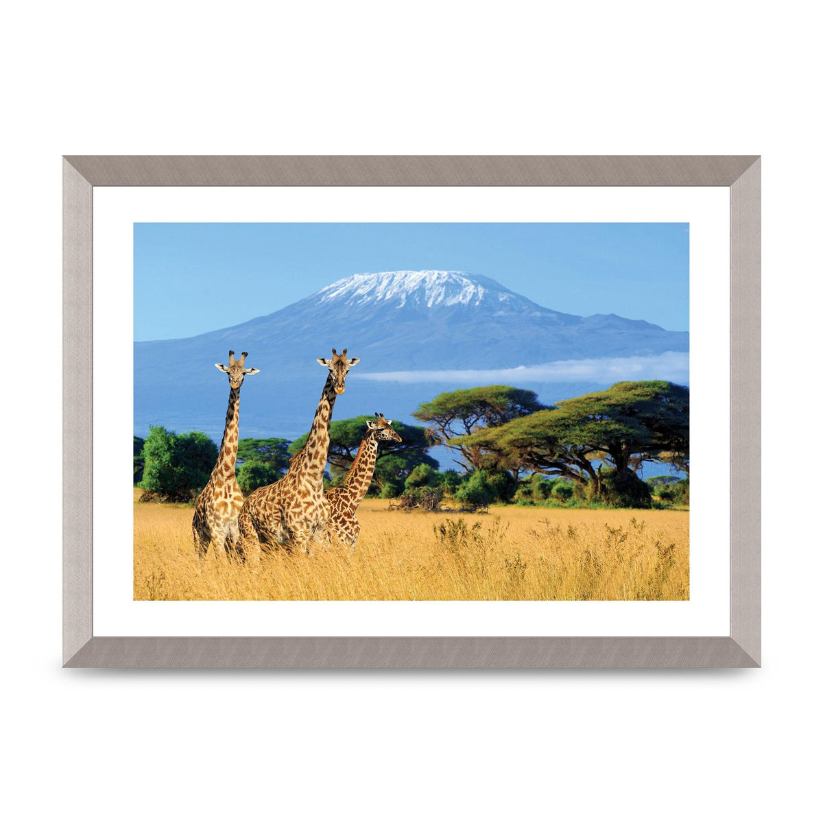 Three Giraffes In National Park Of Kenya Printed Poster - A3 framed