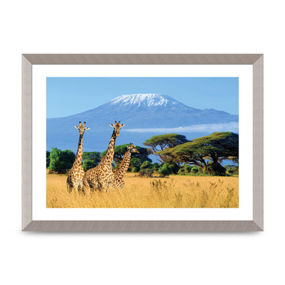 Three Giraffes In National Park Of Kenya Printed Poster - A3 framed