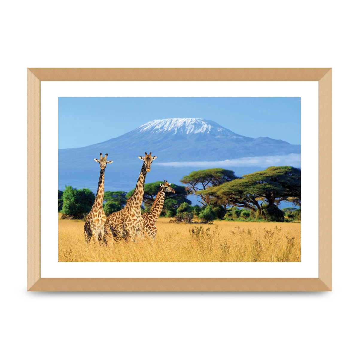 Three Giraffes In National Park Of Kenya Printed Poster - A3 framed