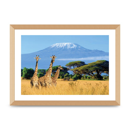 Three Giraffes In National Park Of Kenya Printed Poster - A3 framed