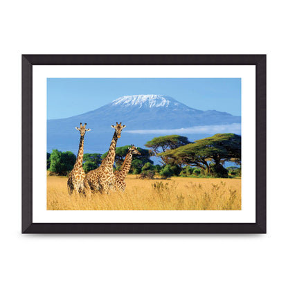Three Giraffes In National Park Of Kenya Printed Poster - A3 framed
