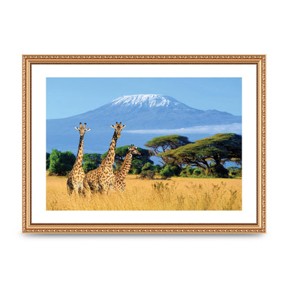 Three Giraffes In National Park Of Kenya Printed Poster - A3 framed