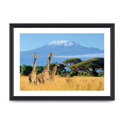 Three Giraffes In National Park Of Kenya Printed Poster - A3 framed