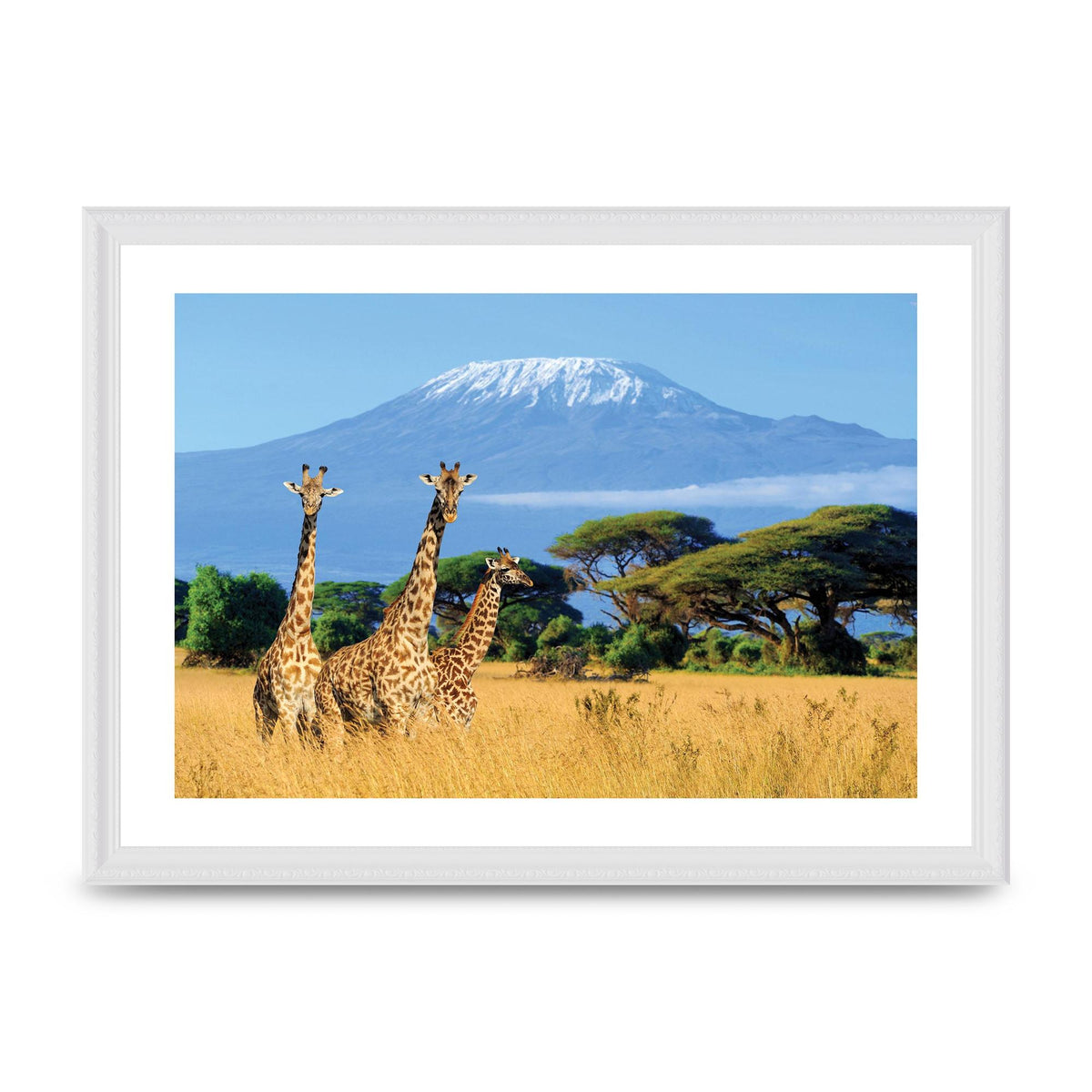 Three Giraffes In National Park Of Kenya Printed Poster - A3 framed