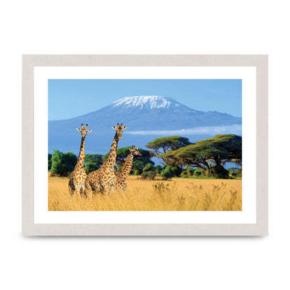 Three Giraffes In National Park Of Kenya Printed Poster - A4 framed