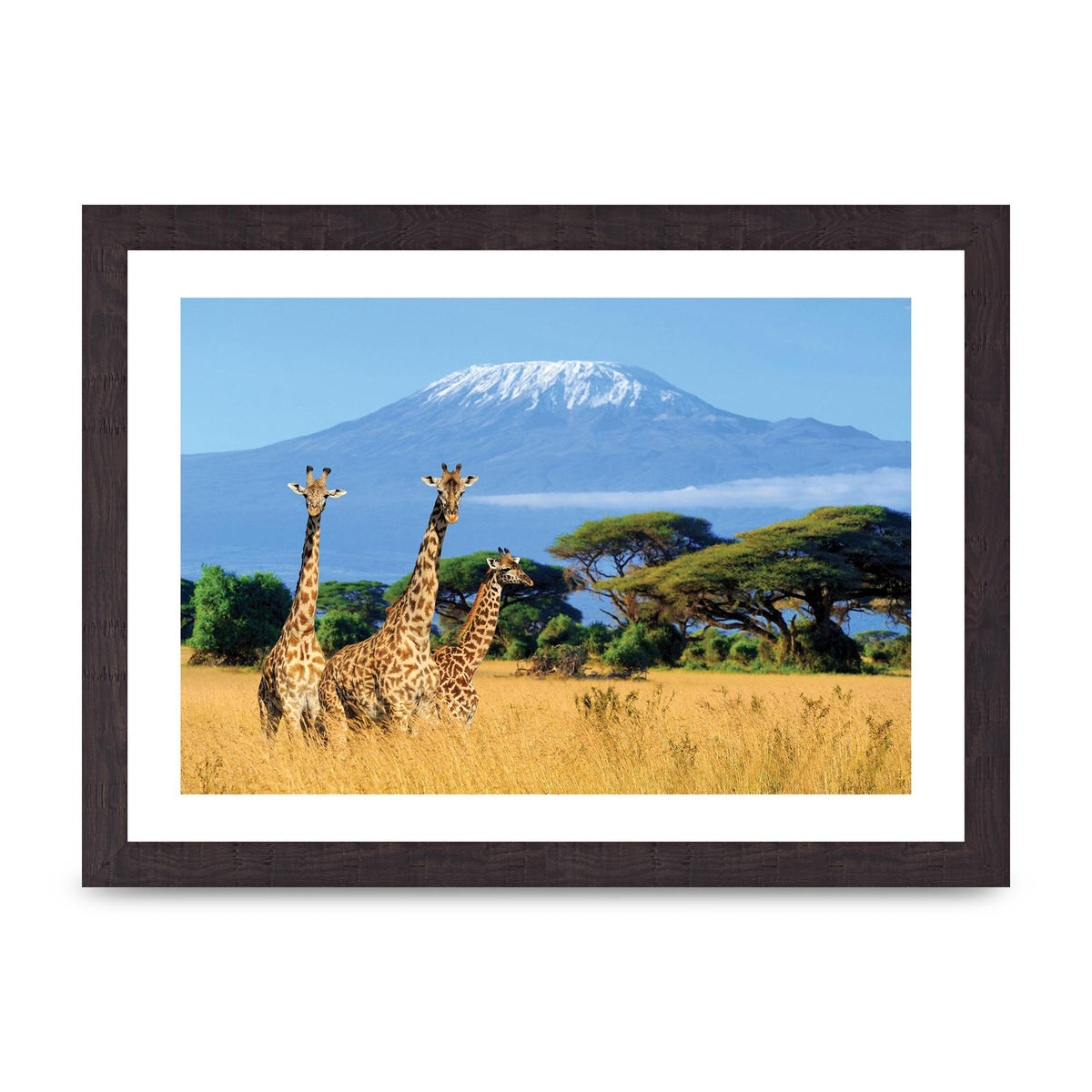 Three Giraffes In National Park Of Kenya Printed Poster - A4 framed