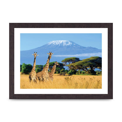 Three Giraffes In National Park Of Kenya Printed Poster - A4 framed