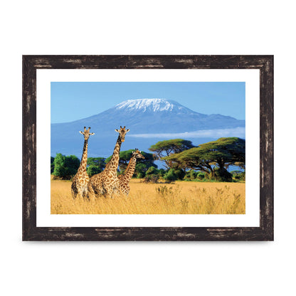 Three Giraffes In National Park Of Kenya Printed Poster - A4 framed