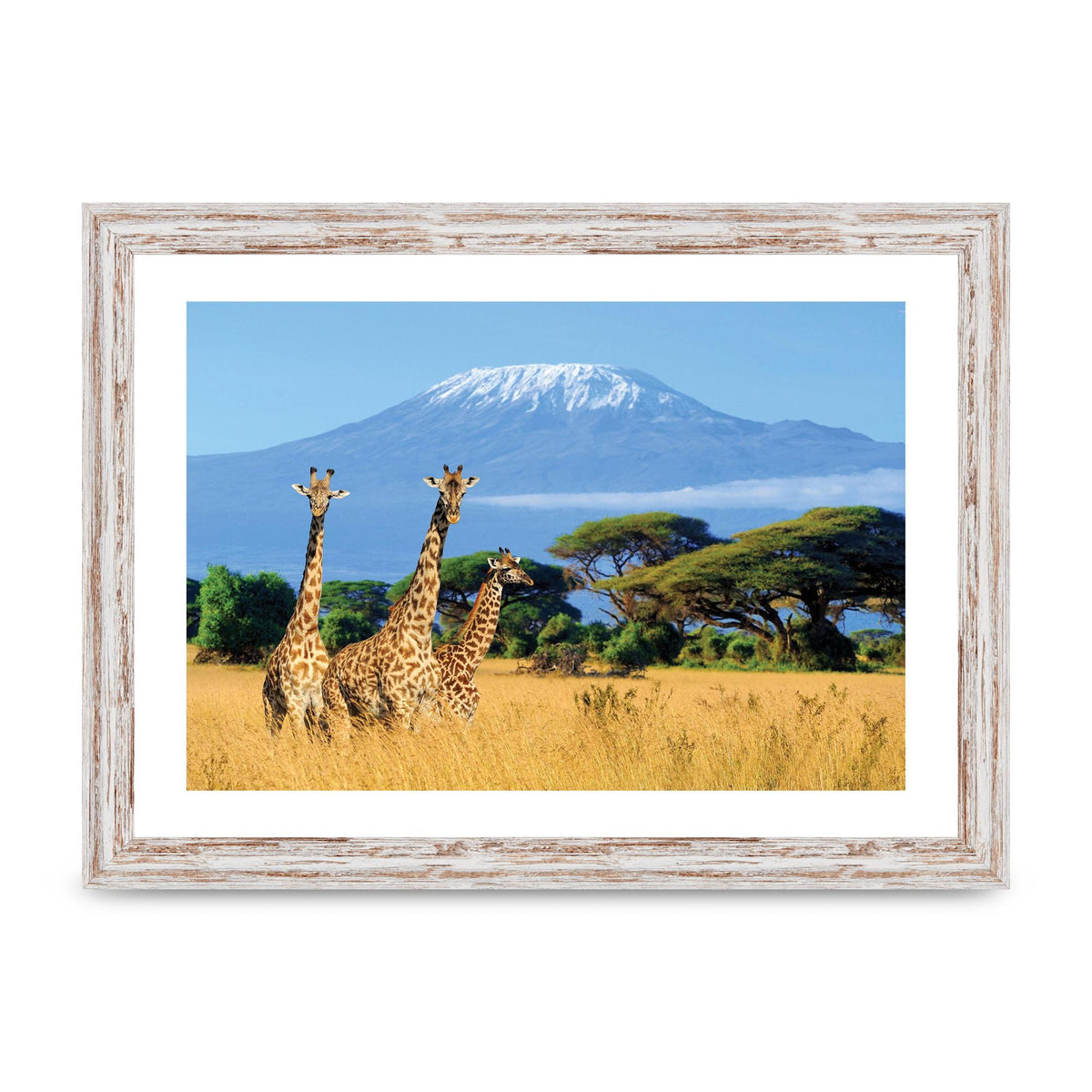 Three Giraffes In National Park Of Kenya Printed Poster - A4 framed
