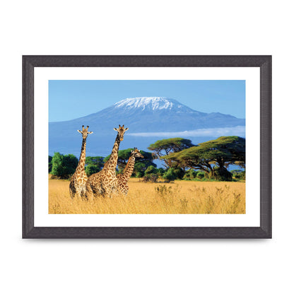Three Giraffes In National Park Of Kenya Printed Poster - A4 framed