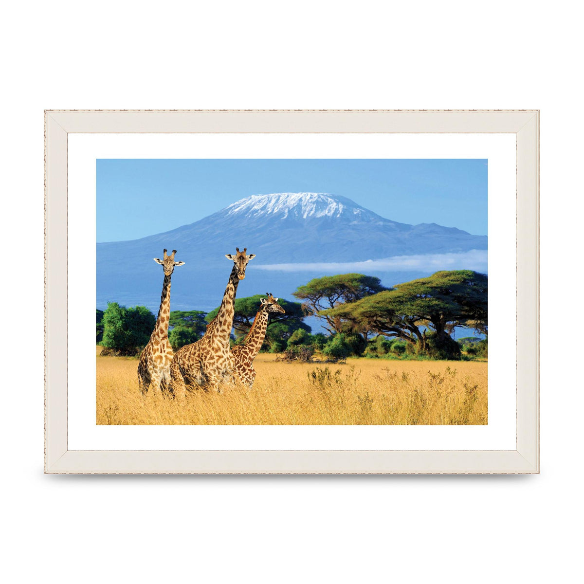 Three Giraffes In National Park Of Kenya Printed Poster - A4 framed