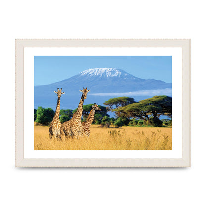 Three Giraffes In National Park Of Kenya Printed Poster - A4 framed
