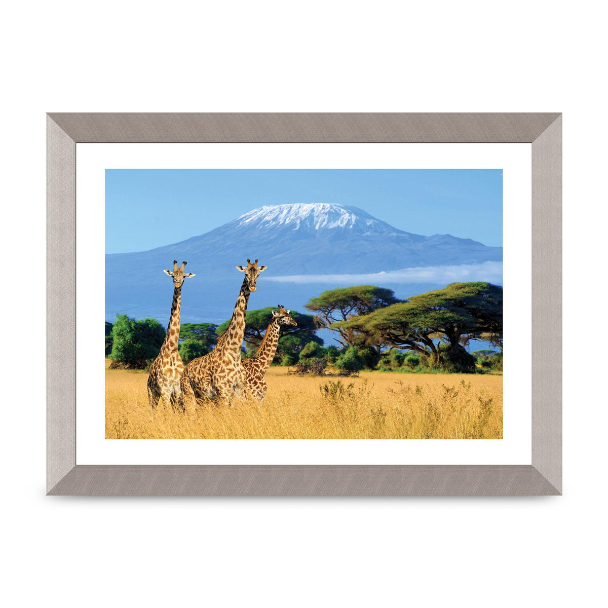 Three Giraffes In National Park Of Kenya Printed Poster - A4 framed