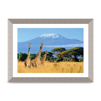 Three Giraffes In National Park Of Kenya Printed Poster - A4 framed
