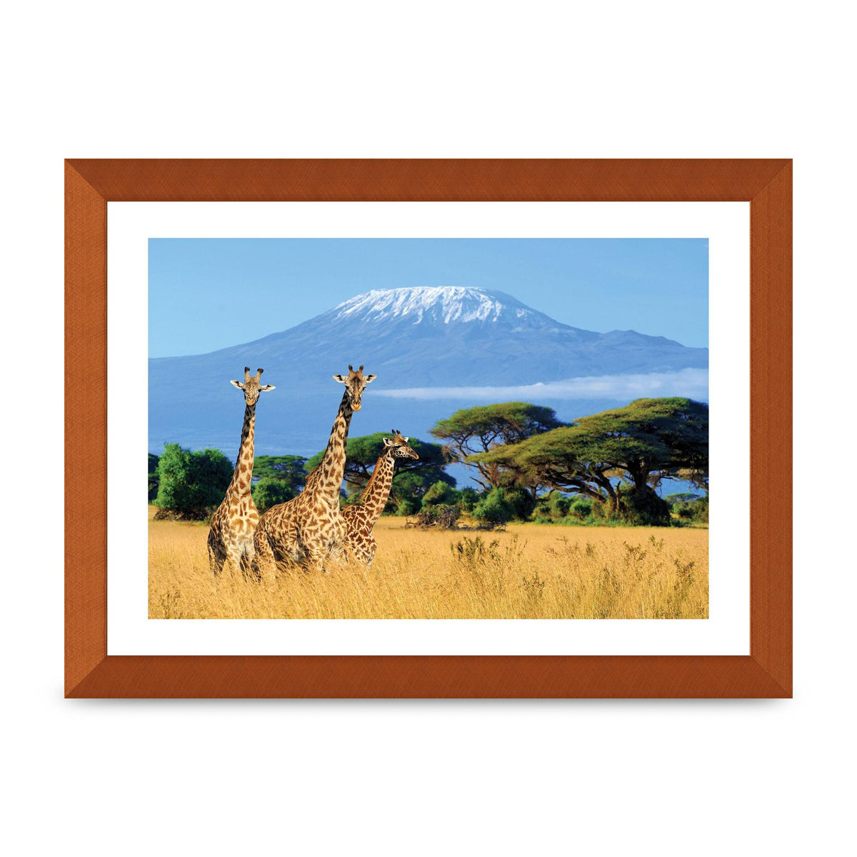 Three Giraffes In National Park Of Kenya Printed Poster - A4 framed