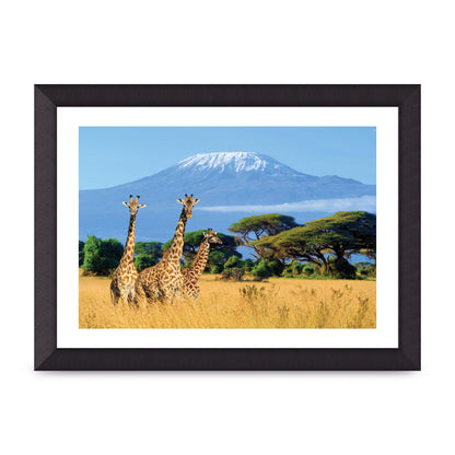 Three Giraffes In National Park Of Kenya Printed Poster - A4 framed