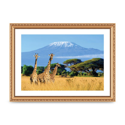 Three Giraffes In National Park Of Kenya Printed Poster - A4 framed