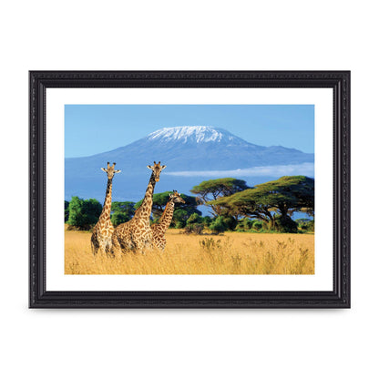 Three Giraffes In National Park Of Kenya Printed Poster - A4 framed