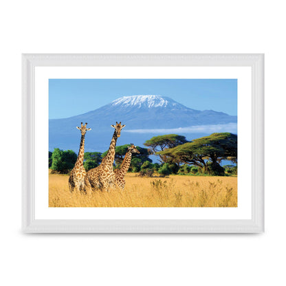 Three Giraffes In National Park Of Kenya Printed Poster - A4 framed