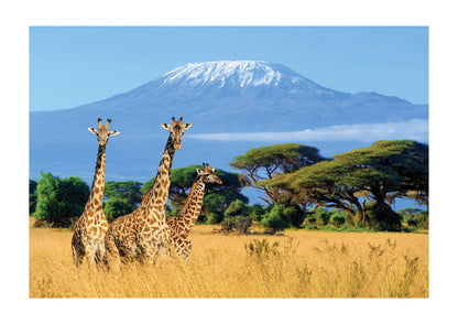 Three Giraffes In National Park Of Kenya Printed Poster - detail