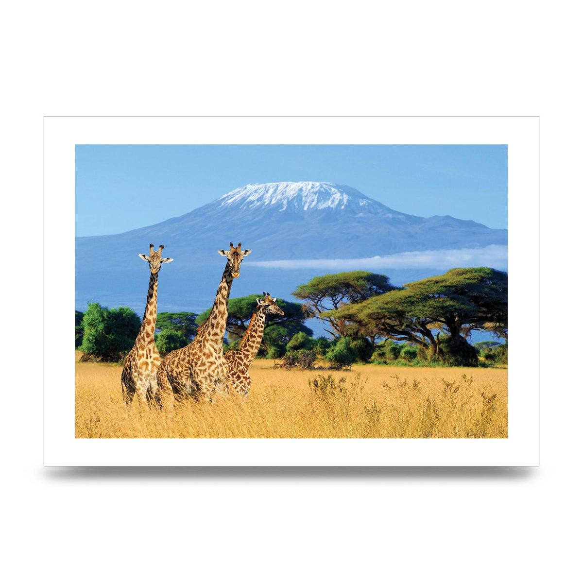 Three Giraffes In National Park Of Kenya Printed Poster - unframed print