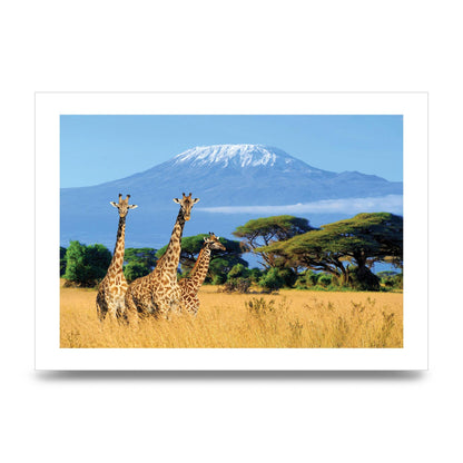 Three Giraffes In National Park Of Kenya Printed Poster - unframed print