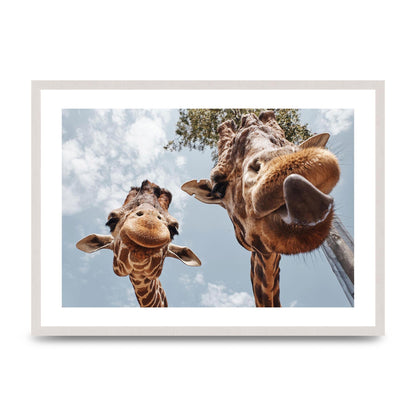 2 Giraffes Tongue Out Wall Art - A2 framed