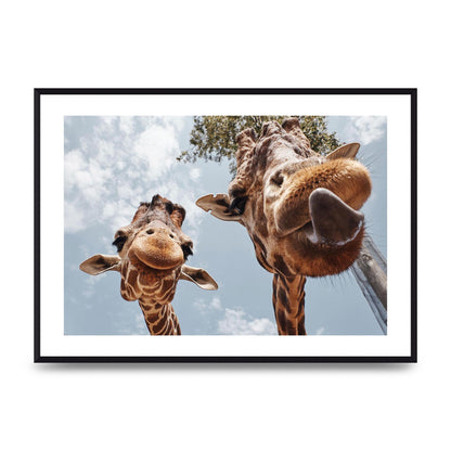 2 Giraffes Tongue Out Wall Art - A2 framed