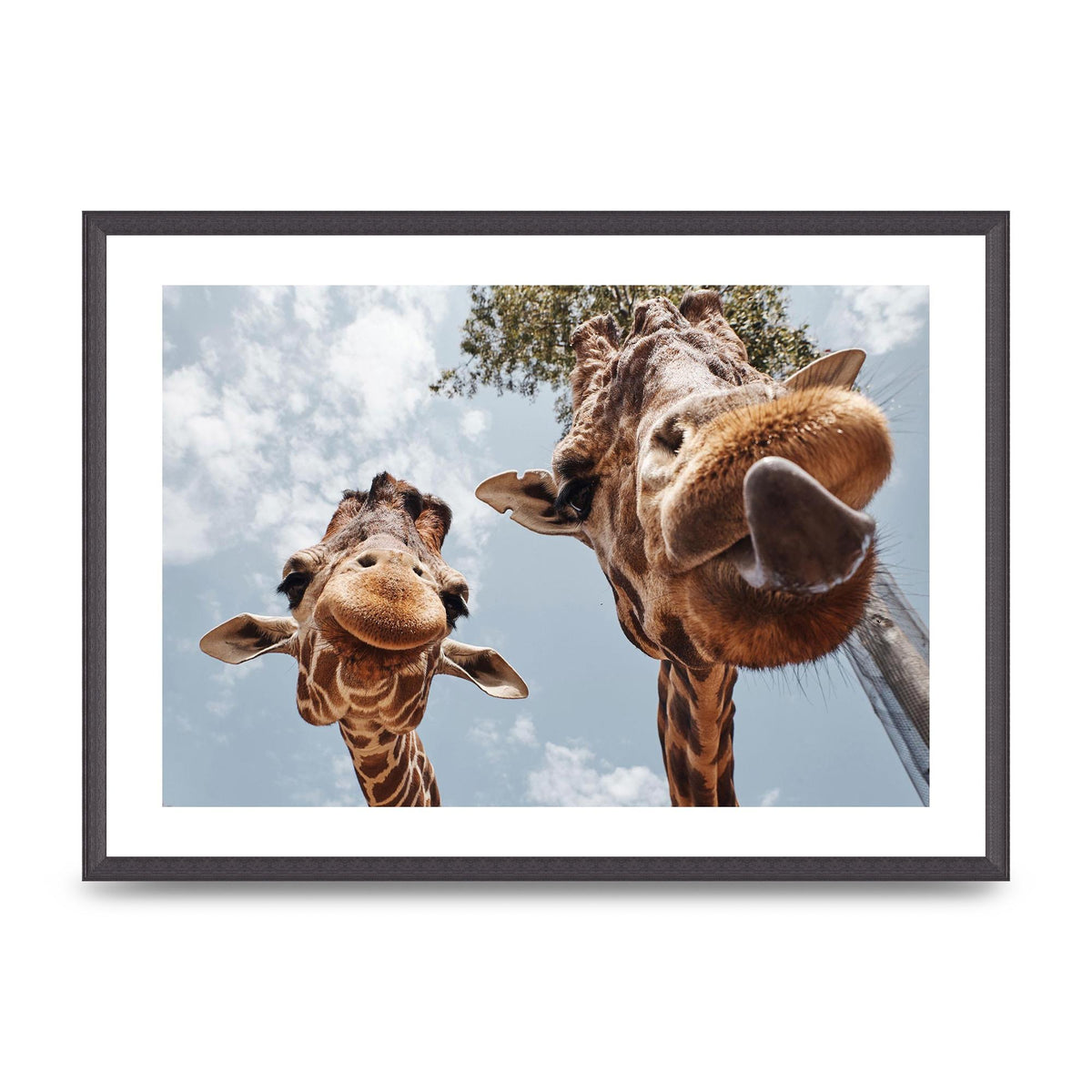 2 Giraffes Tongue Out Wall Art - A2 framed