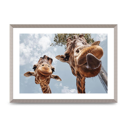 2 Giraffes Tongue Out Wall Art - A2 framed