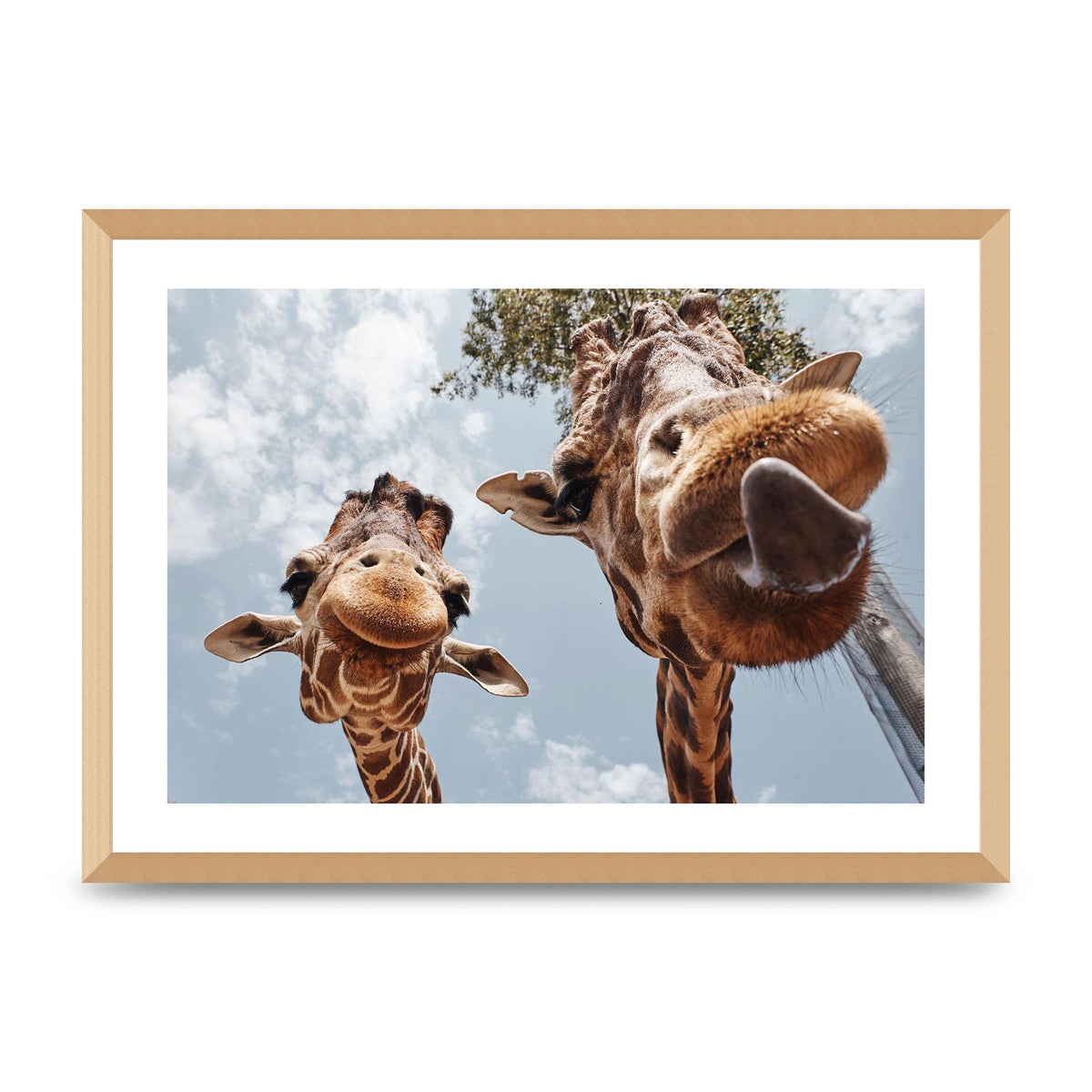 2 Giraffes Tongue Out Wall Art - A2 framed
