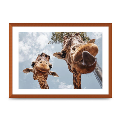 2 Giraffes Tongue Out Wall Art - A2 framed