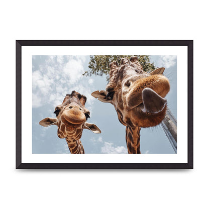 2 Giraffes Tongue Out Wall Art - A2 framed