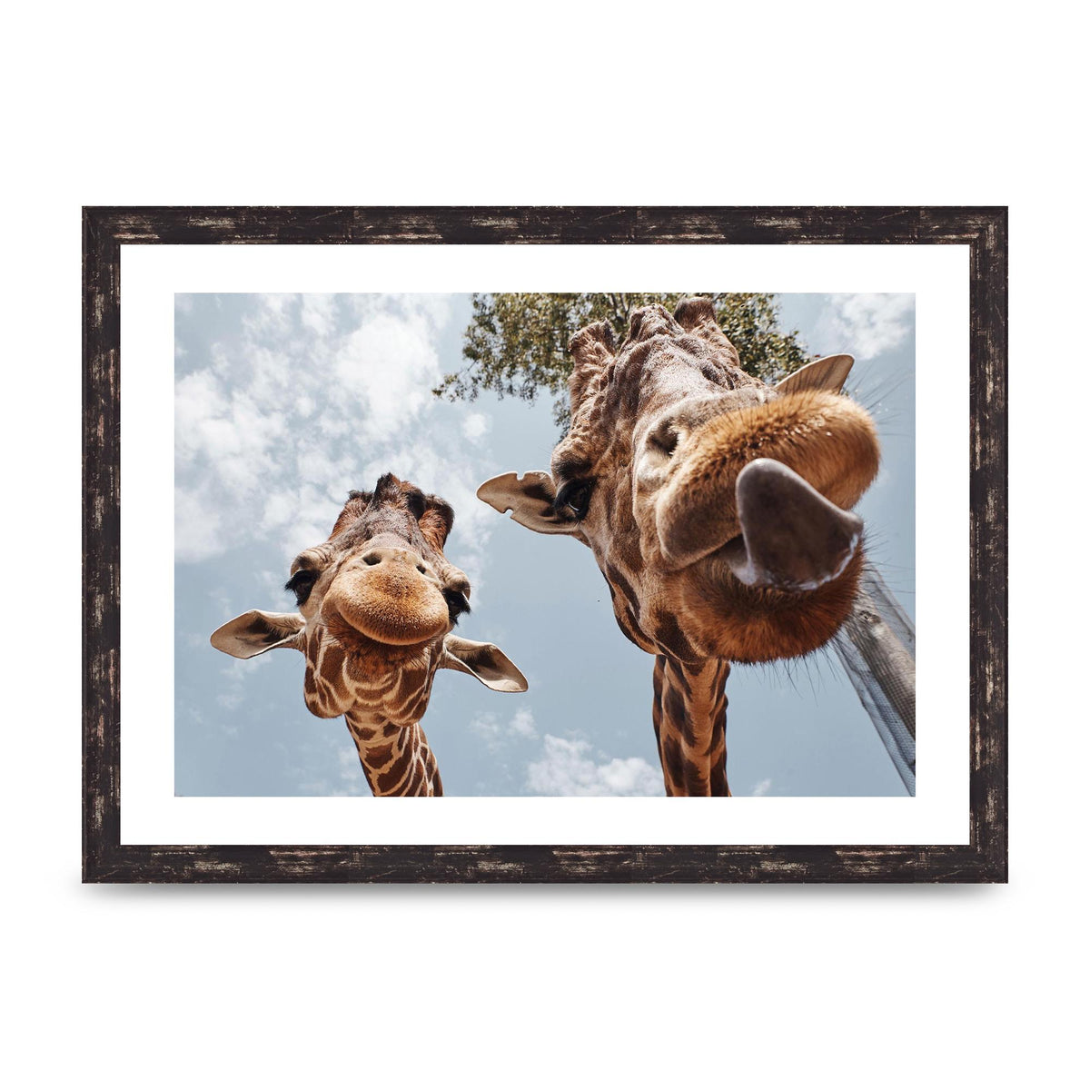 2 Giraffes Tongue Out Wall Art - A3 framed