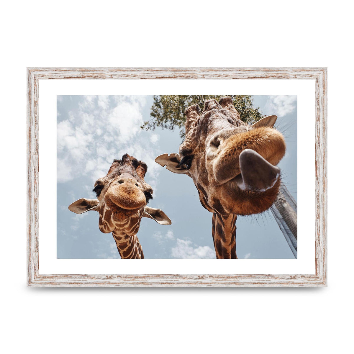 2 Giraffes Tongue Out Wall Art - A3 framed