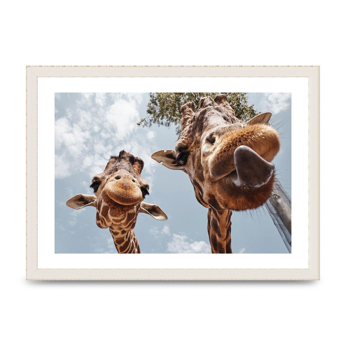 2 Giraffes Tongue Out Wall Art - A3 framed