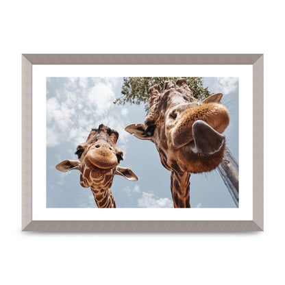 2 Giraffes Tongue Out Wall Art - A3 framed
