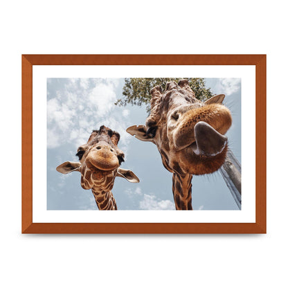 2 Giraffes Tongue Out Wall Art - A3 framed