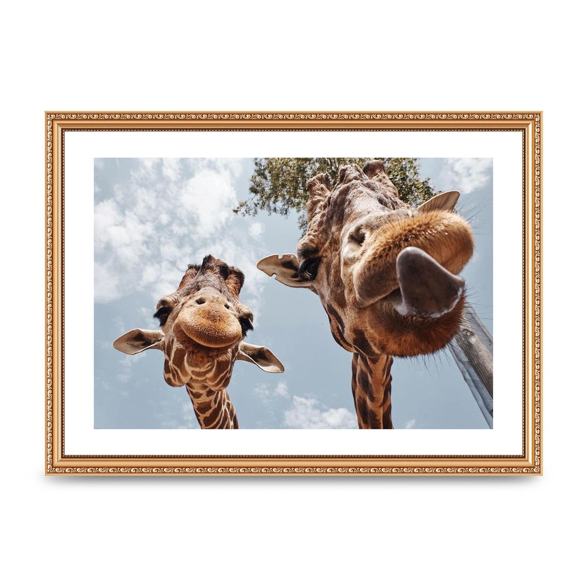 2 Giraffes Tongue Out Wall Art - A3 framed