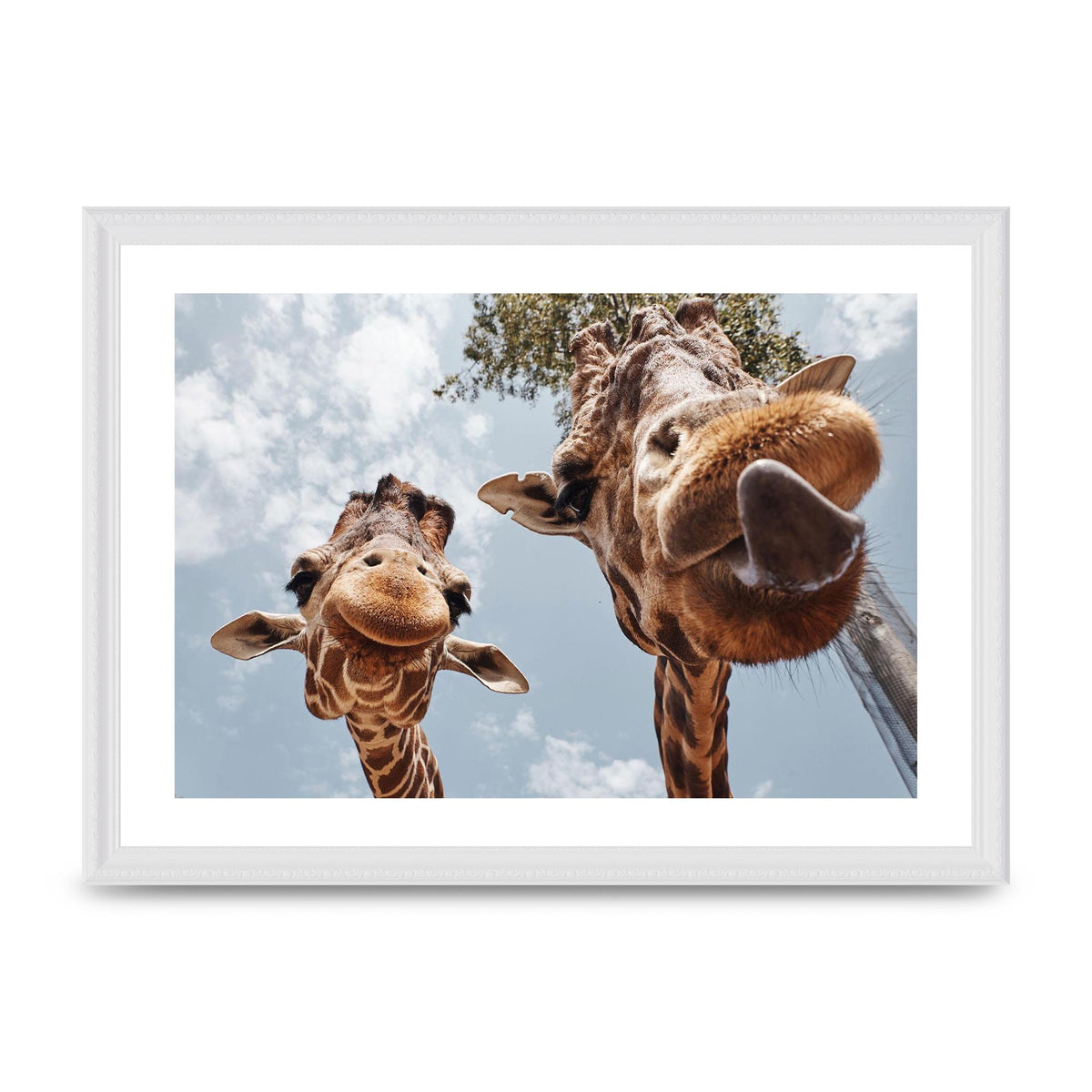2 Giraffes Tongue Out Wall Art - A3 framed