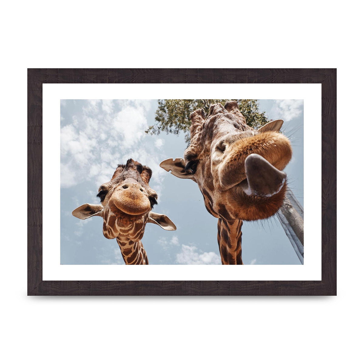 2 Giraffes Tongue Out Wall Art - A4 framed