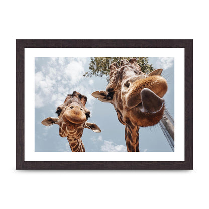 2 Giraffes Tongue Out Wall Art - A4 framed