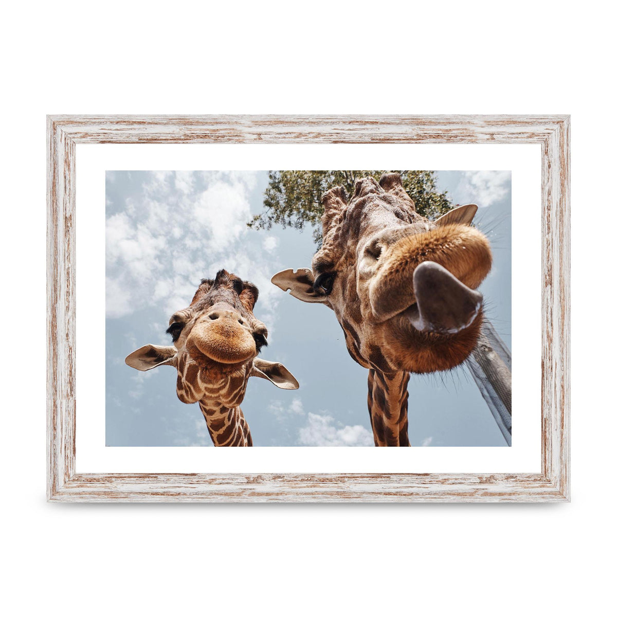 2 Giraffes Tongue Out Wall Art - A4 framed